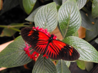 Fiery Butterfly