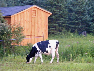 Cow and Barn