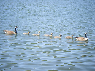 The family that swims together...