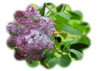 Lilacs with Bumblebee