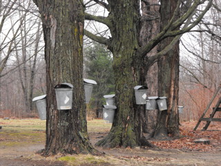 Maple in the Spring