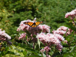 Monarch Butterfly