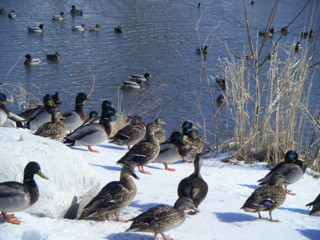 Vermont Ducks